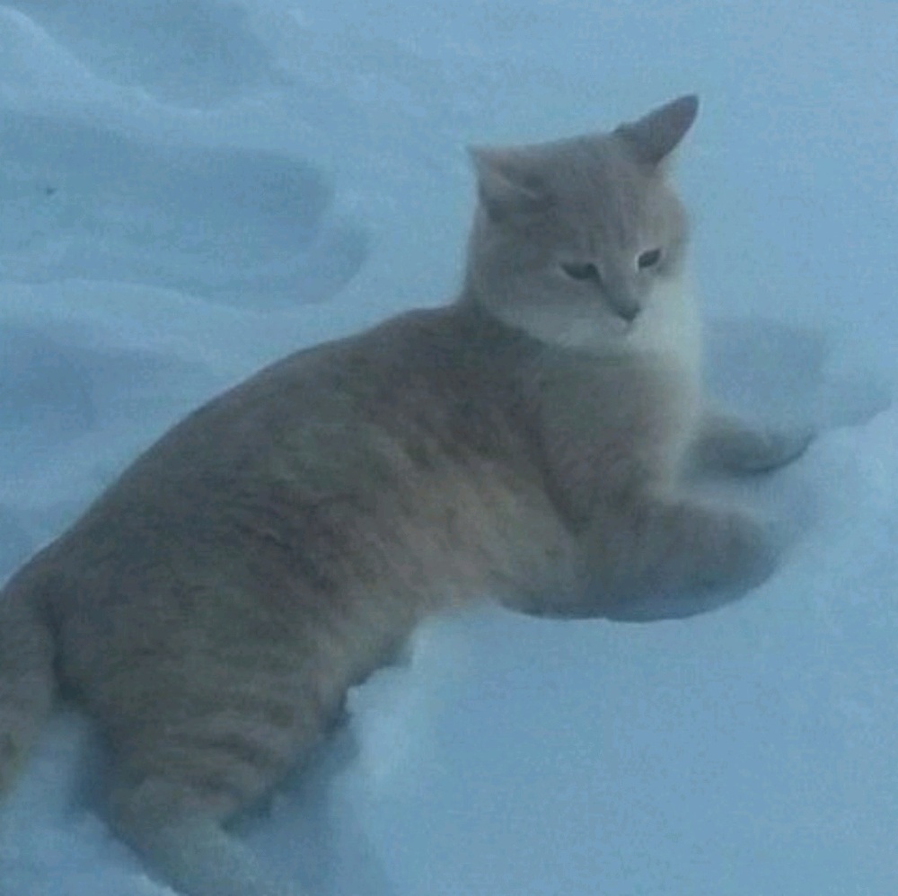 Meet your Posher, Justin